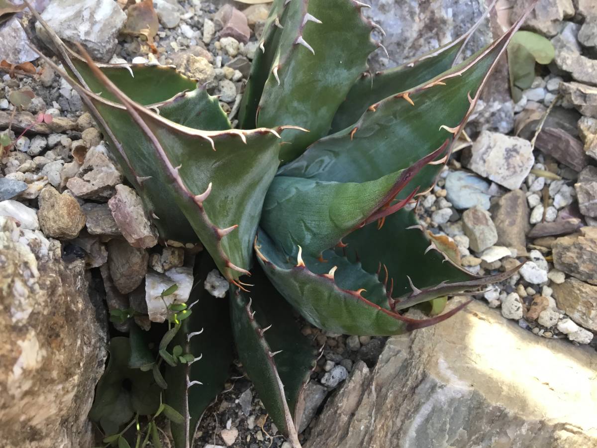 アガベ アガベ、パラサナ パラサナ 超特大