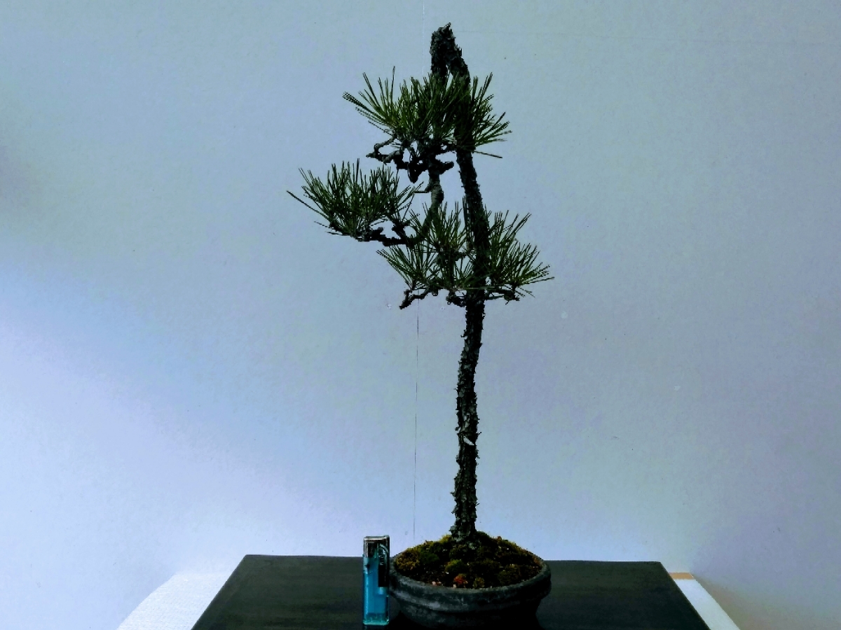 山採り文人赤松 樹齢50年以上