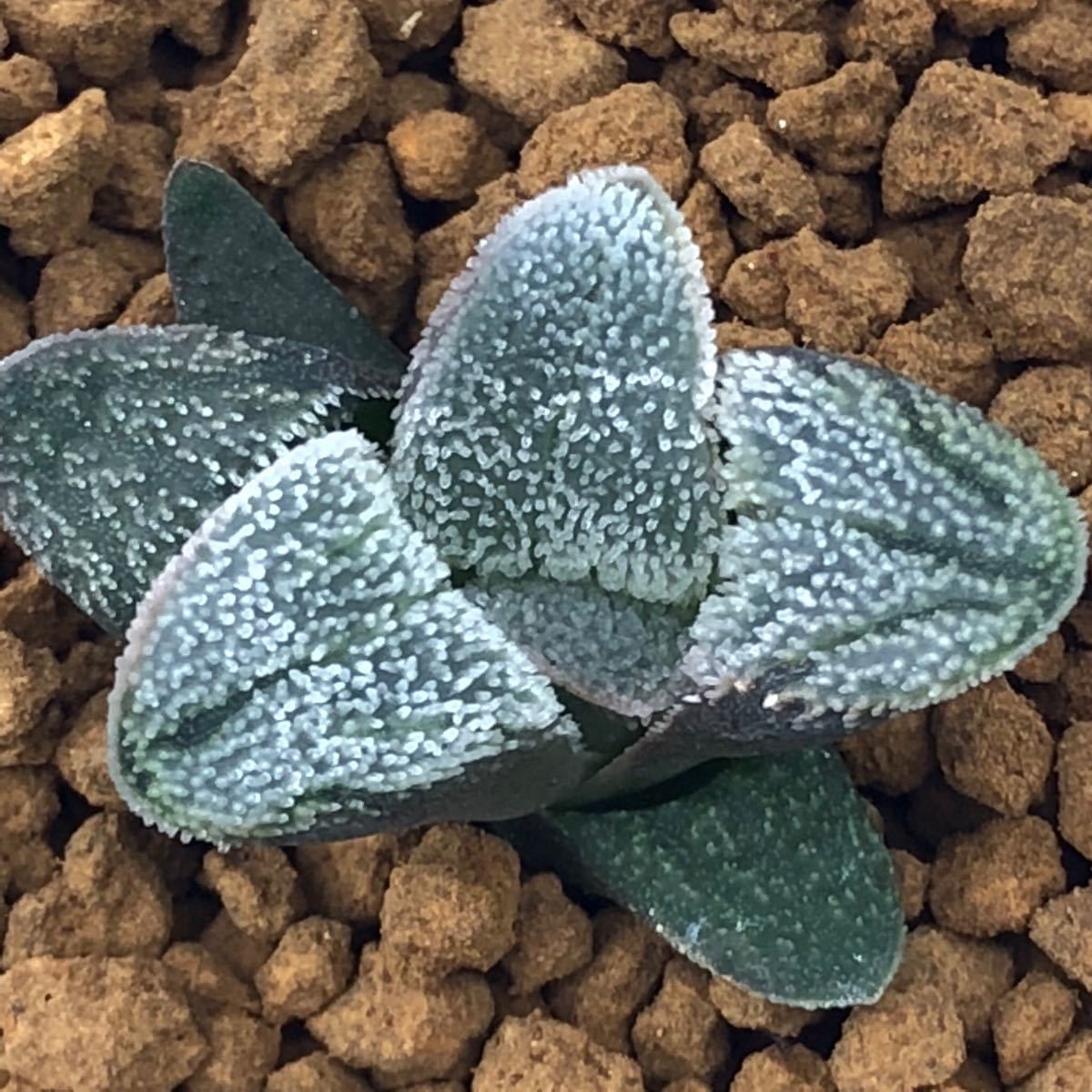 （≧∇≦）多肉植物 ハオルチア 粉雪実生