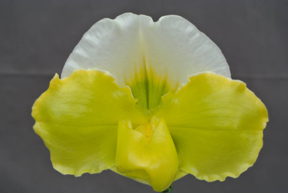 定番人気，格安 セレクトパフィオ GN 648 Paph. Norwegian Wood `Cool Mint' &times; Hamana Waltz &times; Hamana Marlin(ラン)｜売買されたオークション情報、yahooの商品情報をアーカイブ公開 - オークファン ラン