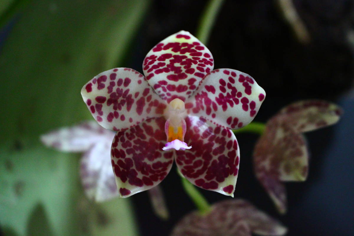 NK】Phal. gigantea v.Sabah self 大きめ苗【洋蘭 原種 胡蝶蘭 (検索用)】