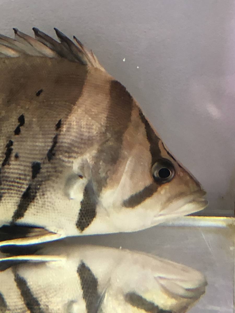 ☆★シャム体型★☆体高抜群ダトニオプラスワン28㎝±★☆大型個体