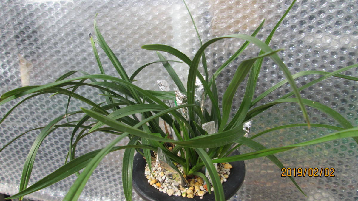 日本春蘭　　春の司　　最上木9本立ち　花６花付き　春の展示会用にいかがでしょうか。