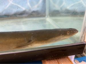 19年06月 天然うなぎのヤフオク の相場 価格を見る ヤフオク の天然うなぎのオークション売買情報は39件が掲載されています