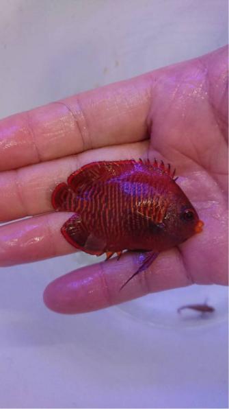 C.U.W. (海水魚) ゴールデンエンゼル (スラウェシ) 6cm 