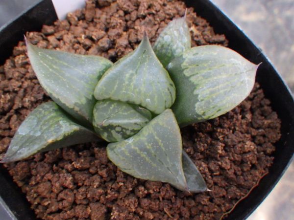 □コンプト交配 裏般若 【多肉植物 ハオルチア ハオルシア □コンプト交配 裏般若 【多肉植物 ハオルチア ハオルシア