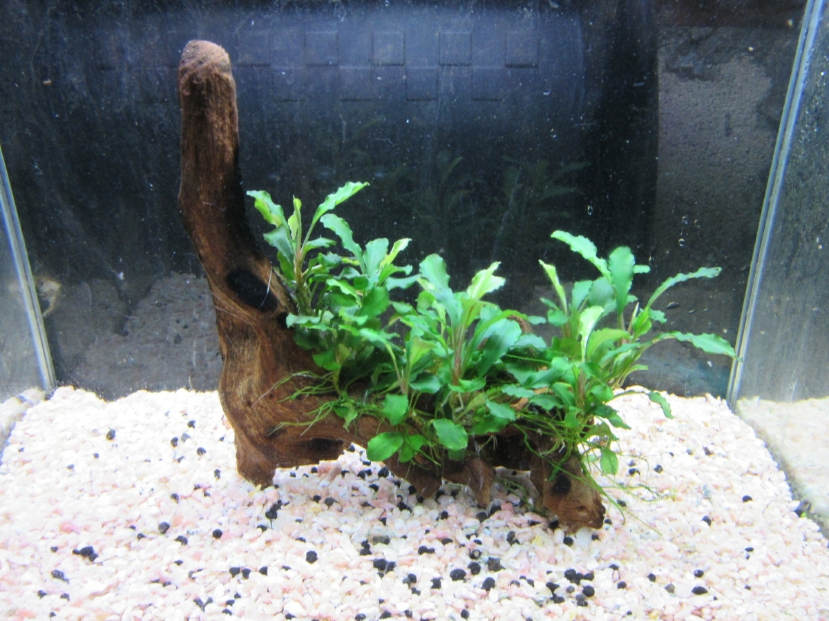 《水の草》ブセファランドラspシンタン 流木活着 無農薬 