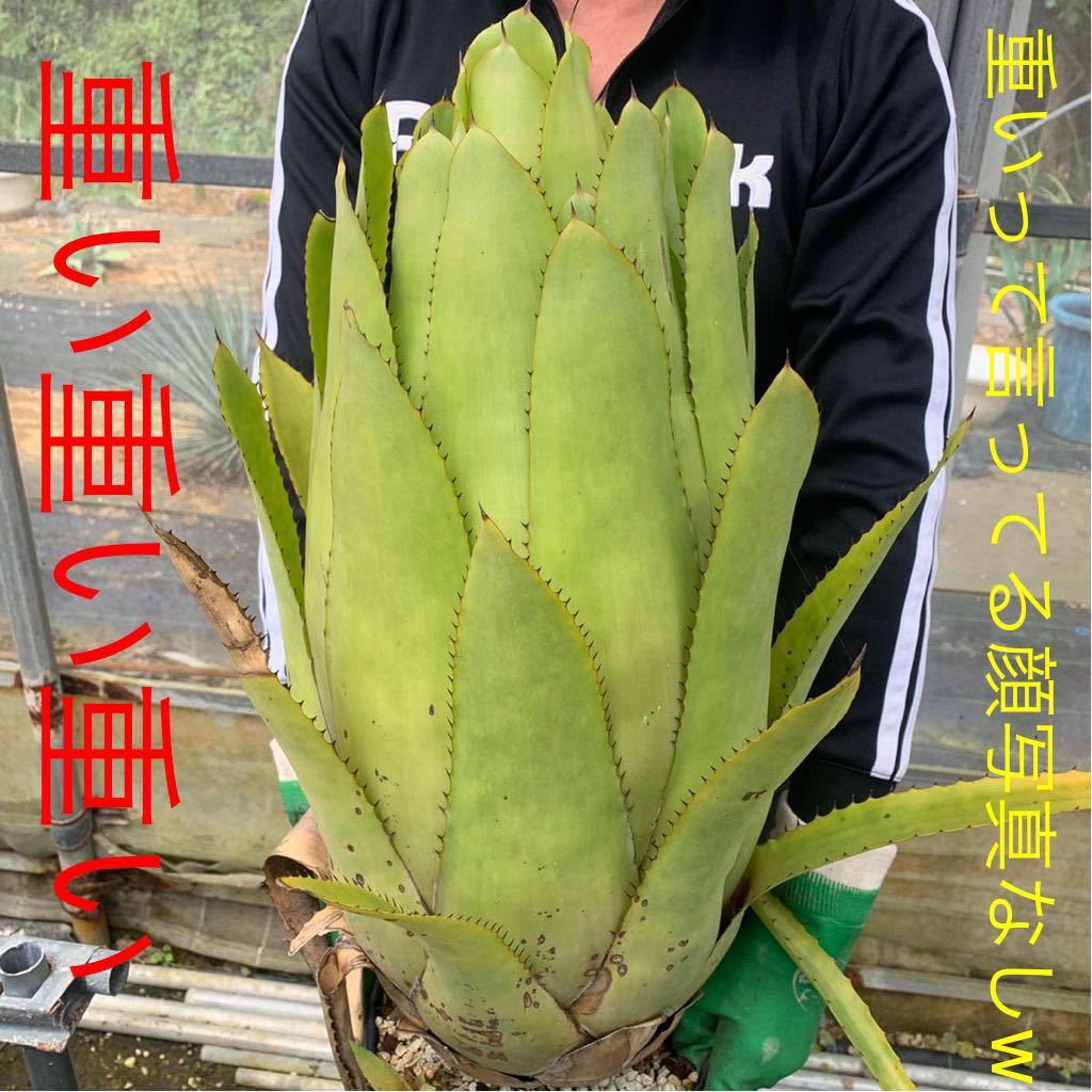 AECHMEA 'RAMBO'☆エクメア