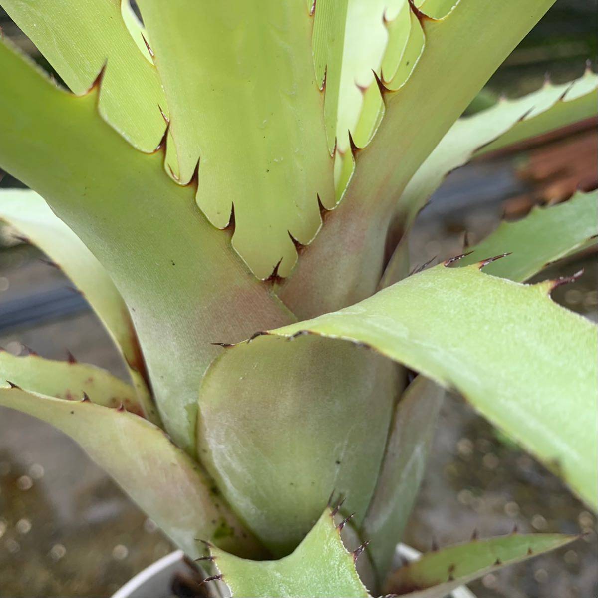 AECHMEA 'RAMBO'☆エクメア