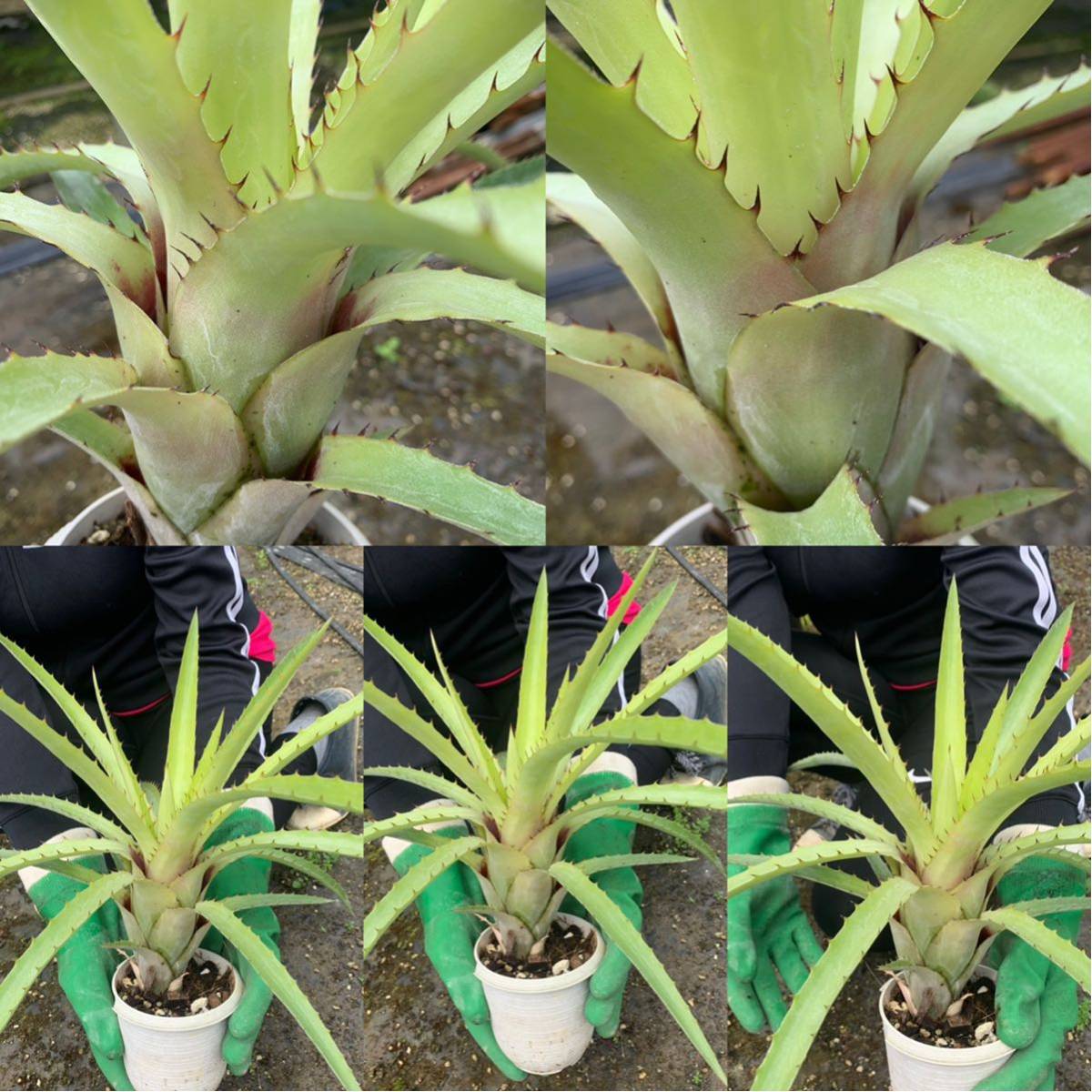 AECHMEA 'RAMBO'☆エクメア