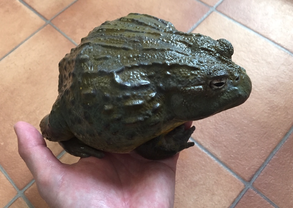 アフリカウシガエル デカい 