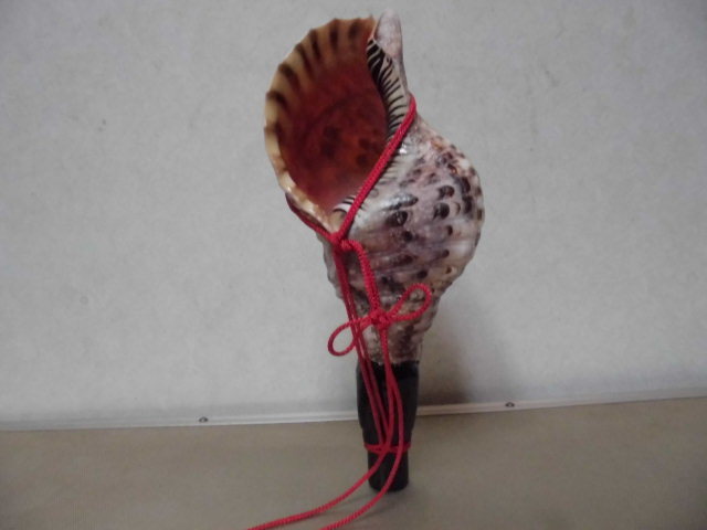 法螺貝 国産・肉厚 ほら貝笛 28cm 密教・魔除け 大型肉厚 修験道