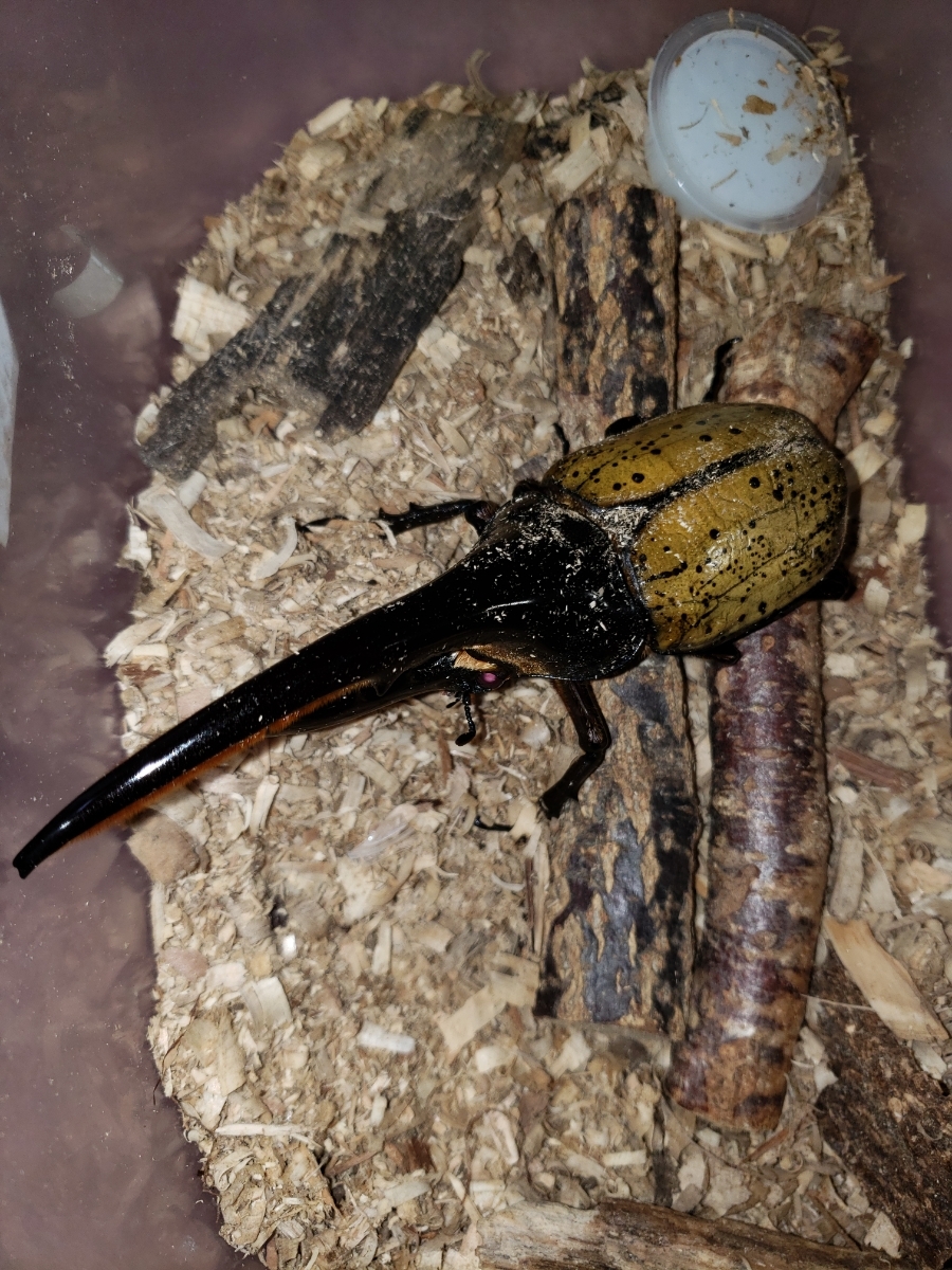 　DHヘラクレス オス145ミリ １頭　交尾使用済み　_1