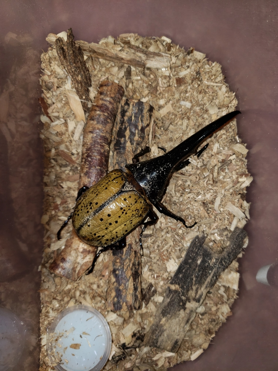 　DHヘラクレス オス145ミリ １頭　交尾使用済み　_2