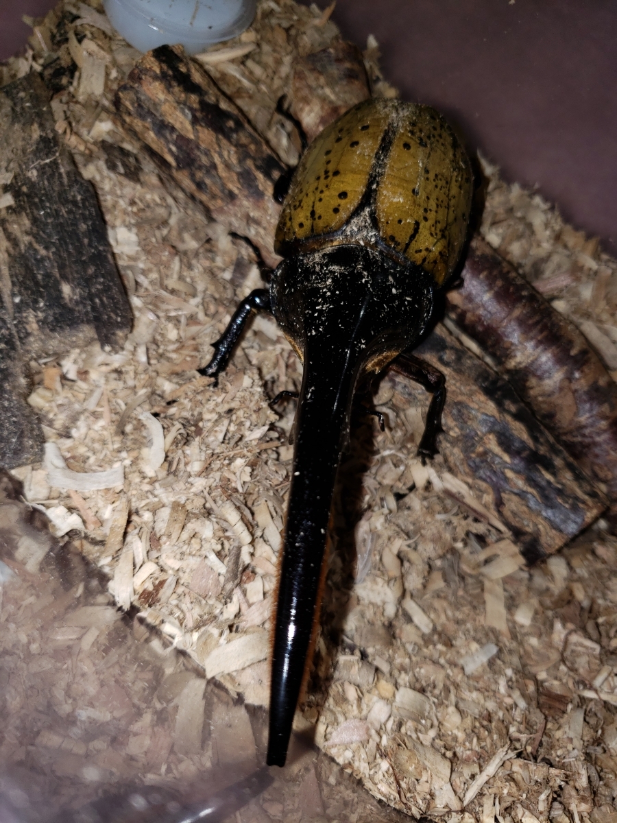 　DHヘラクレス オス145ミリ １頭　交尾使用済み　_3