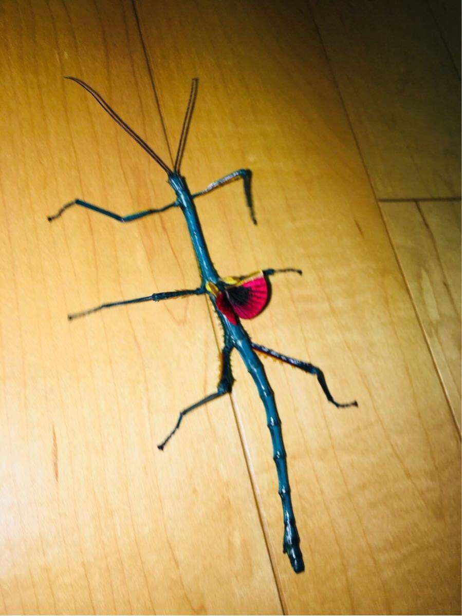 コウトウキシタアゲハ♂ 2外国産昆虫未展翅標本 蝶