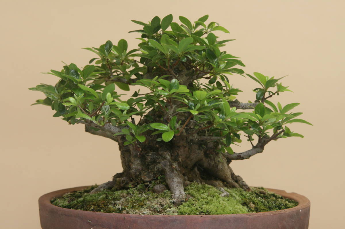 皐月(さつき)】光華(こうか) 極太幹 大品盆栽 素材