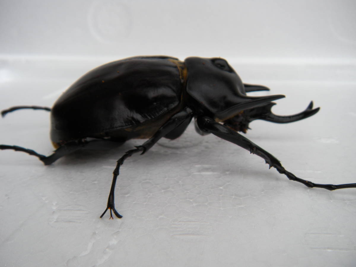 アクティオンゾウカブト オス 別名 (オス) 成虫 レックスゾウカブト 