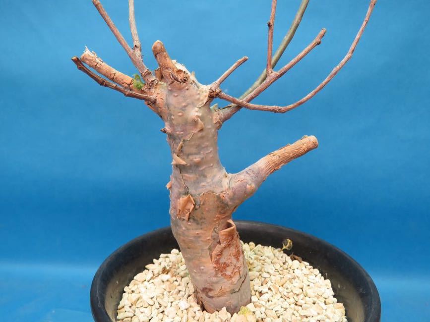 サボテン 多肉植物 90 コミフォラ エミニー Commiphora eminii 塊根　コーデックス