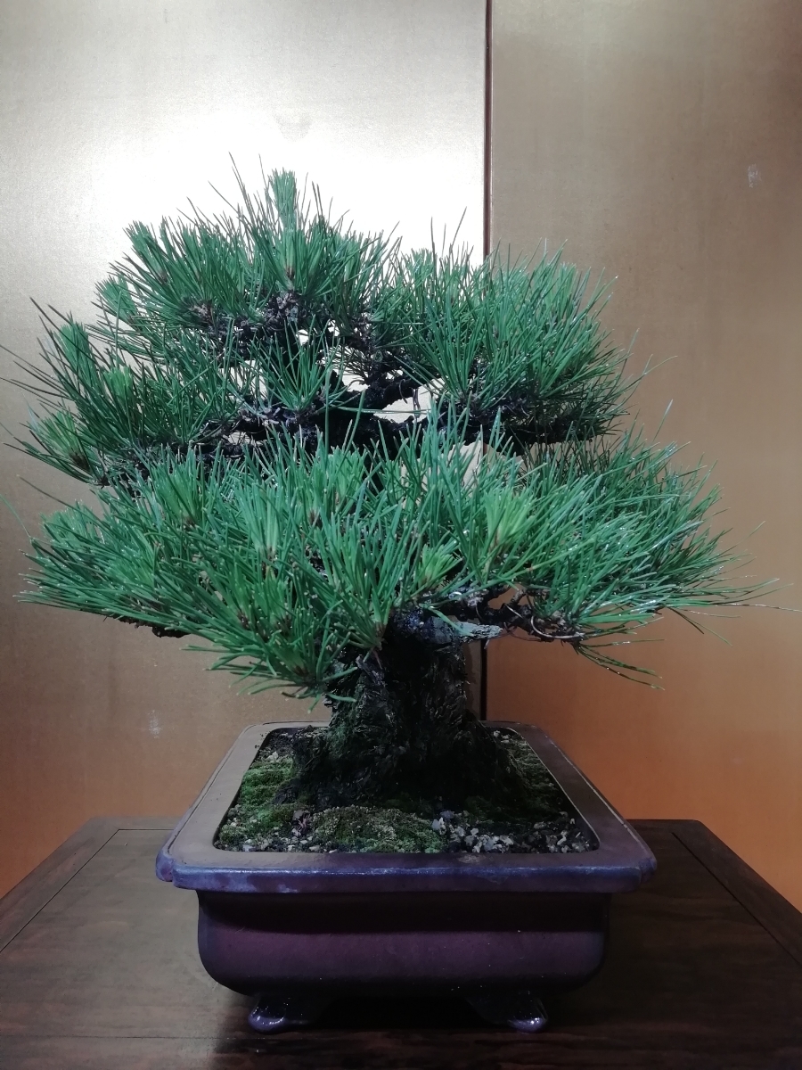 黒松 古木 盆栽 模様木 展示用 【公式通販】