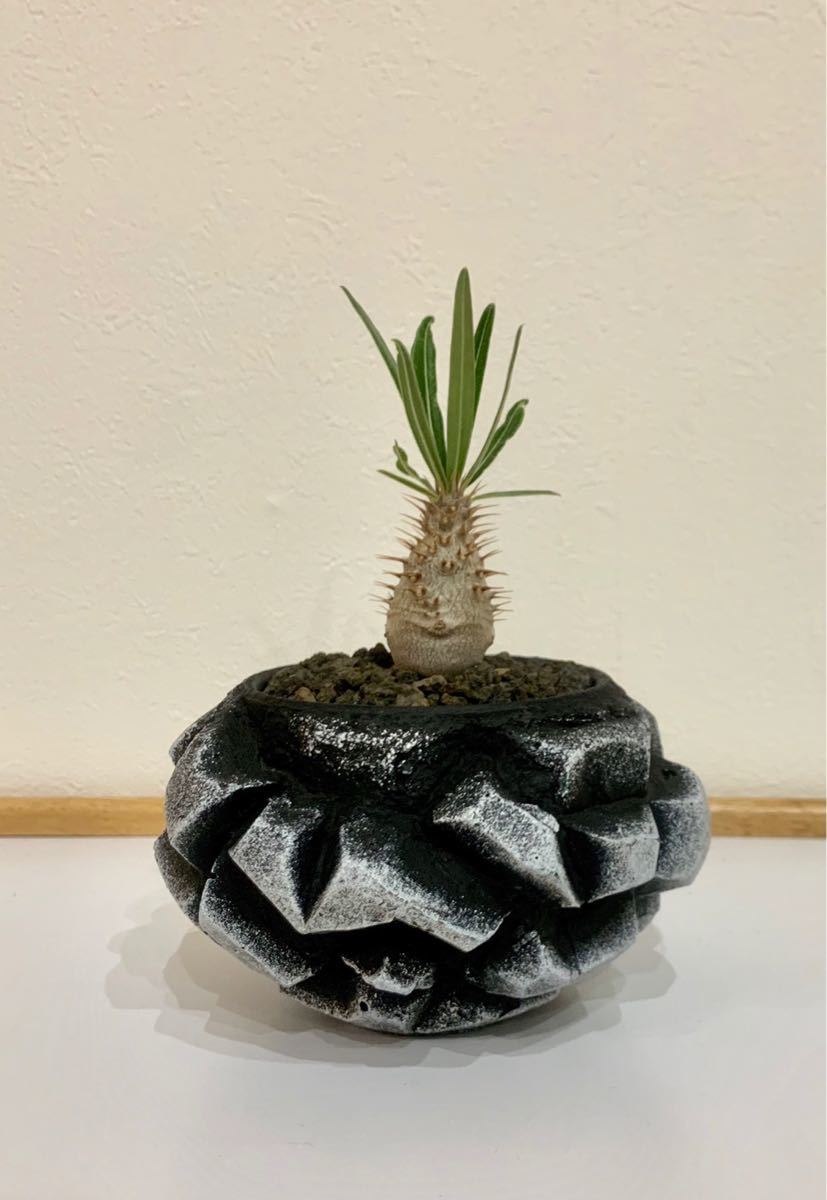 パキポディウム グラキリス Pachypodium AcQ ファースト 2.5号鉢 / アガベ アロエ コーデックス サボテン 多肉 鉢 Pot 塊根 コーデックス