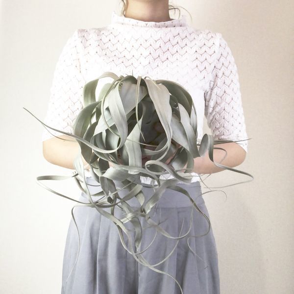 T1144】美株！！ キセログラフィカ ロングリーフ タイプ Tillandsia