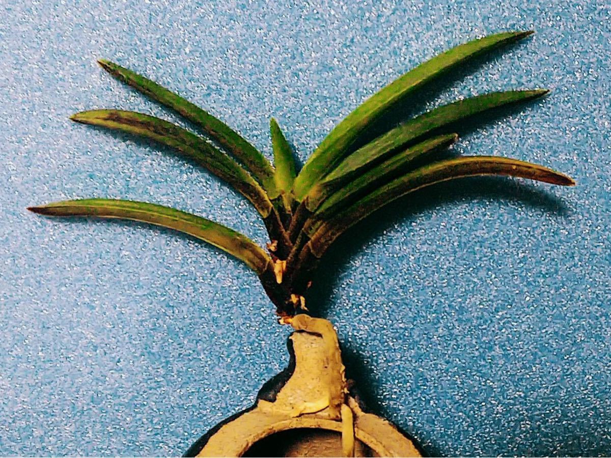 寿富貴蘭 『友禅錦』黄縞系の若木割子。