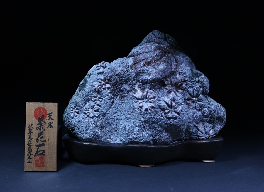 《買取、うぶ出し品》天然 菊花石 岐阜県根尾谷産 保証品！台座付 NO.G-2.重さ約10.8kg