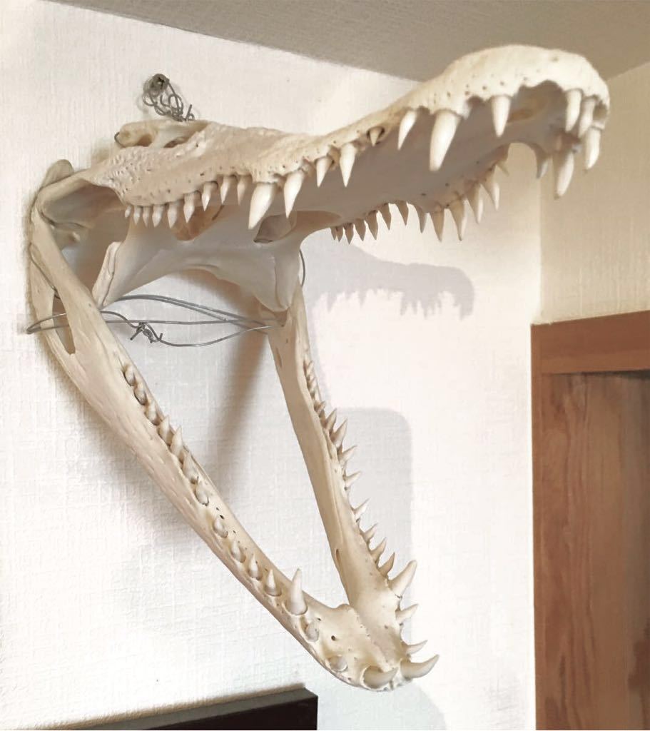 ワニ クロコダイル 完全 頭骨 標本 大 美品！頭蓋骨 骨 鰐 スカル bone