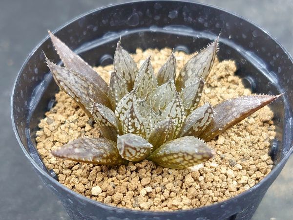 多肉植物 ハオルチア 「ルビスタ(特美)」 ハオルシア 多肉植物“