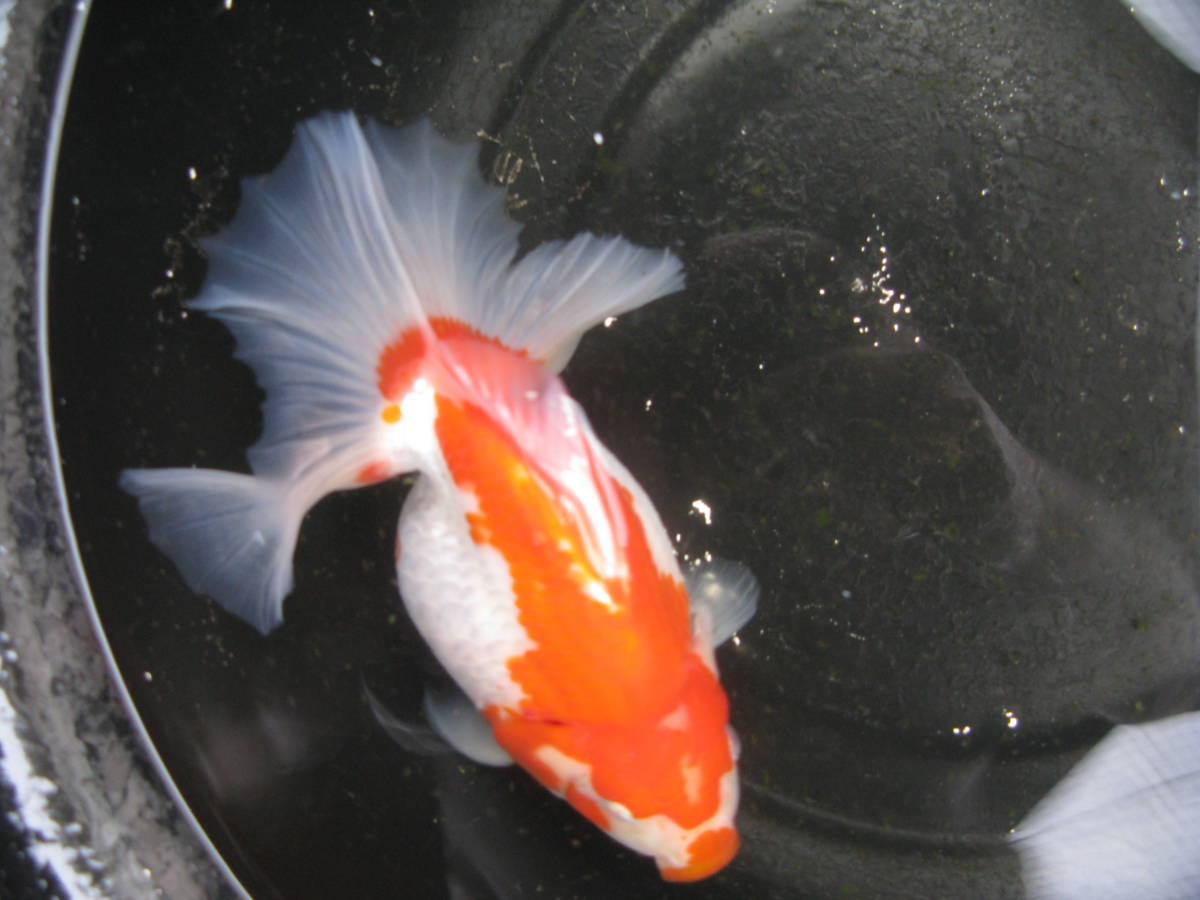 土佐錦魚　更紗　親魚明3歳　メス　1匹　③