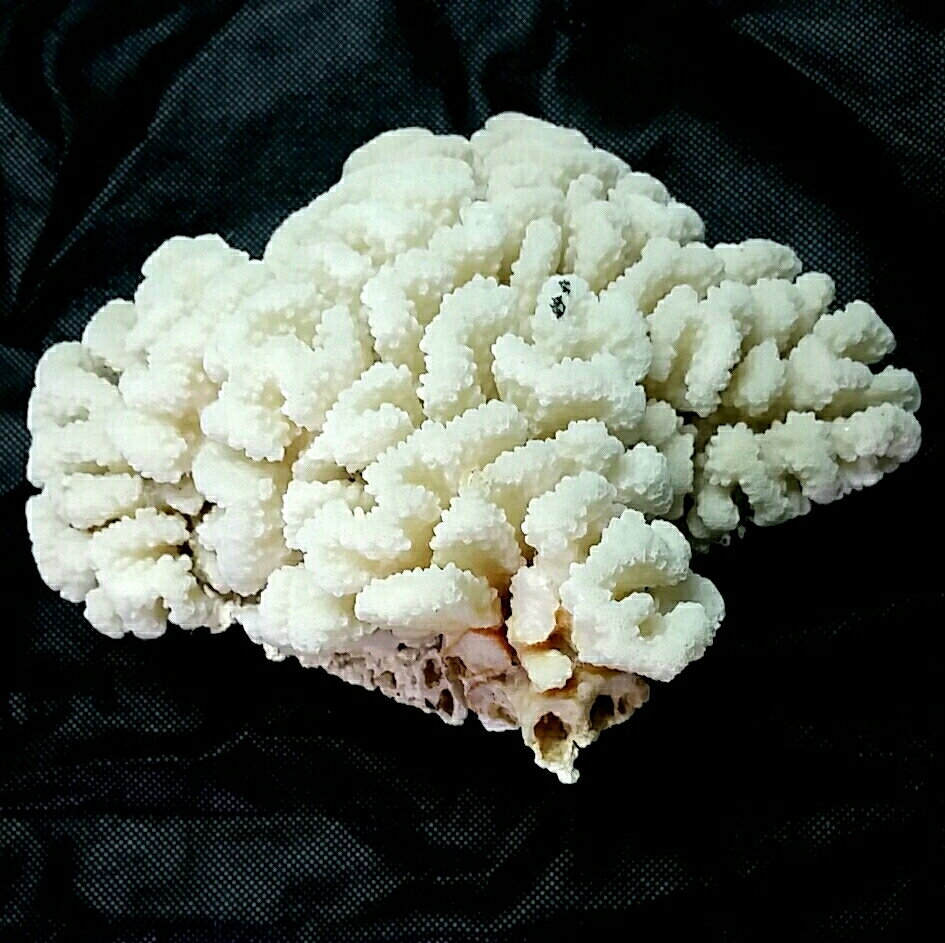 18【珊瑚】☆飾り サンゴ礁 置物☆白 海水魚 水槽 レイアウト