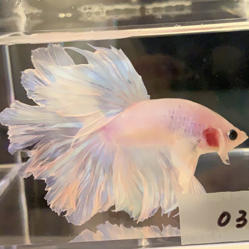 ショーベタ ハーフムーン オス ホワイトオーロラ 031 ベタ 売買されたオークション情報 Yahooの商品情報をアーカイブ公開 オークファン Aucfan Com