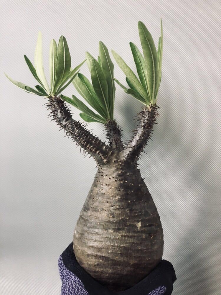 発根済み 良型！パキポディウム プラネットプランツ Plants