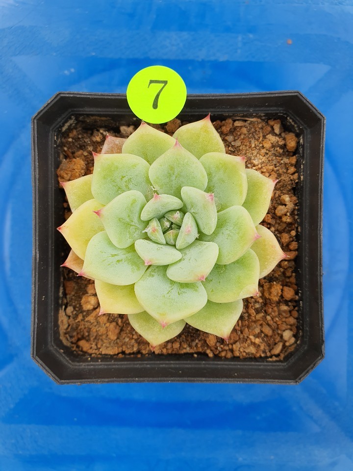 韓国多肉植物 韓国苗 即決大特価 エケベリア Echeveria AK Maria 10個