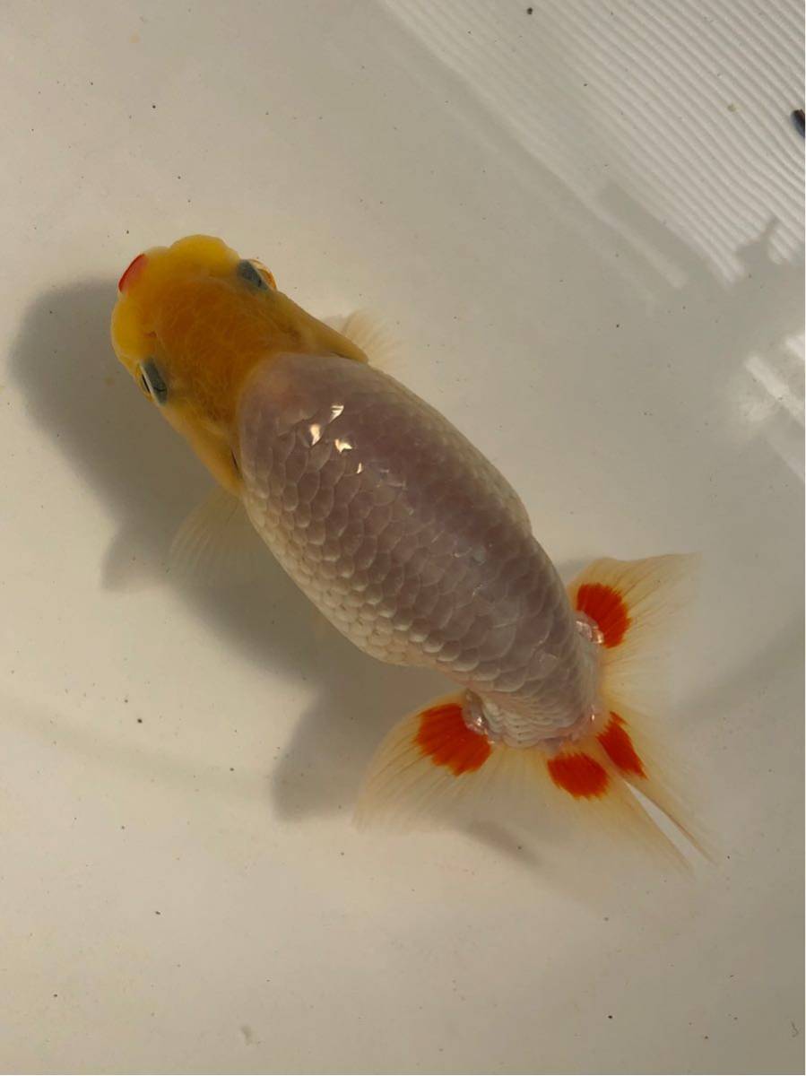  らんちゅう村 当歳 オス 上物 約13㎝ 動画あり3(らんちゅう)｜売買されたオークション情報、yahooの商品情報をアーカイブ公開 - オークファン らんちゅう