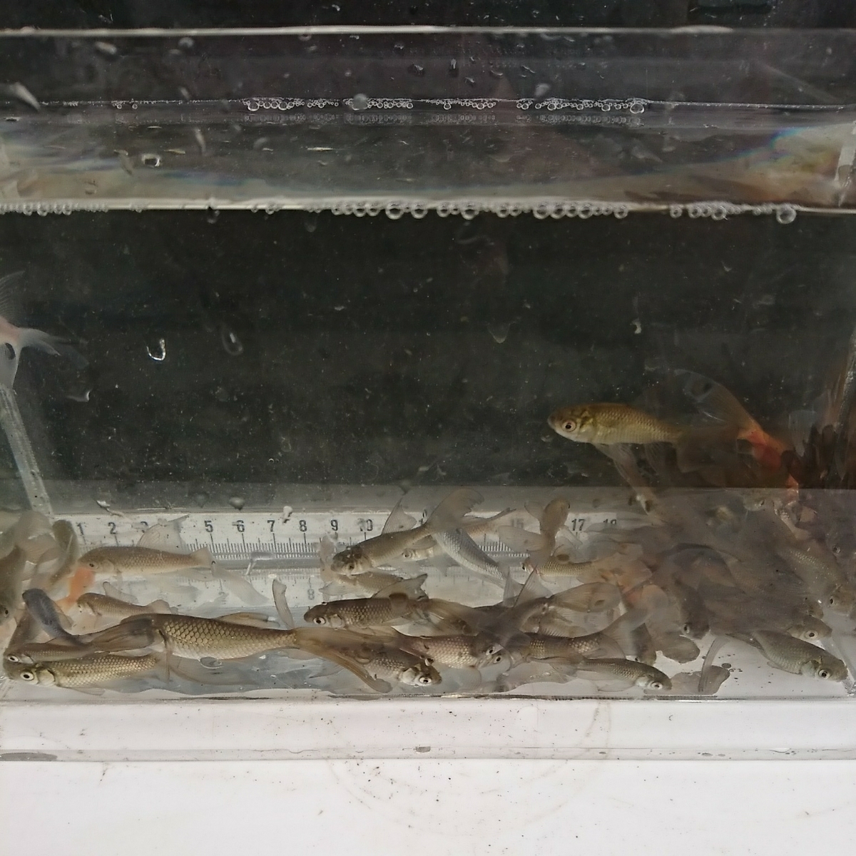 宮城鉄魚飼育研究会 鉄魚50匹セット 上物 青 赤 白 錆 ぶち 5 7センチくらい 金魚 売買されたオークション情報 Yahooの商品情報をアーカイブ公開 オークファン Aucfan Com