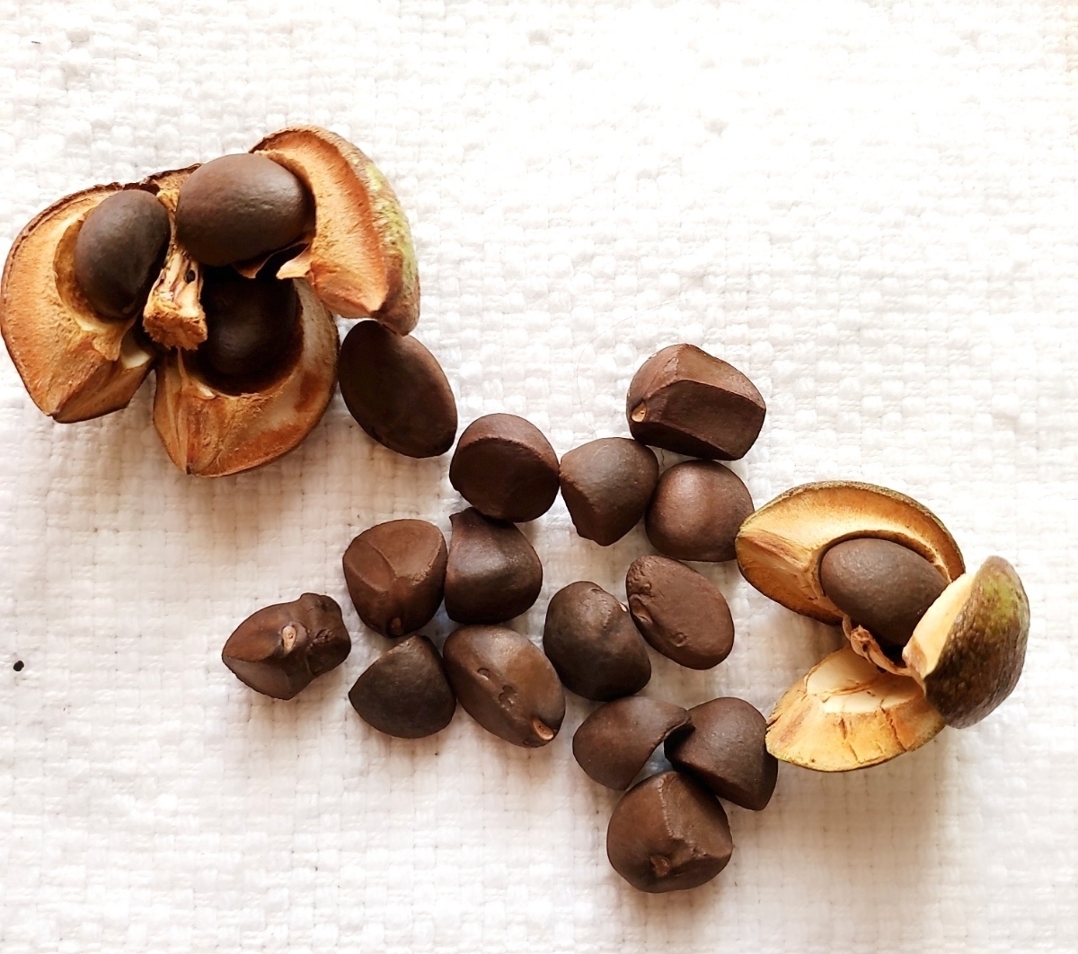 ツバキ 椿 唐子咲き 紅卜伴 種 8粒 花木 庭木 盆栽 常緑樹 19 10月上旬採取 種 売買されたオークション情報 Yahooの商品情報をアーカイブ公開 オークファン Aucfan Com