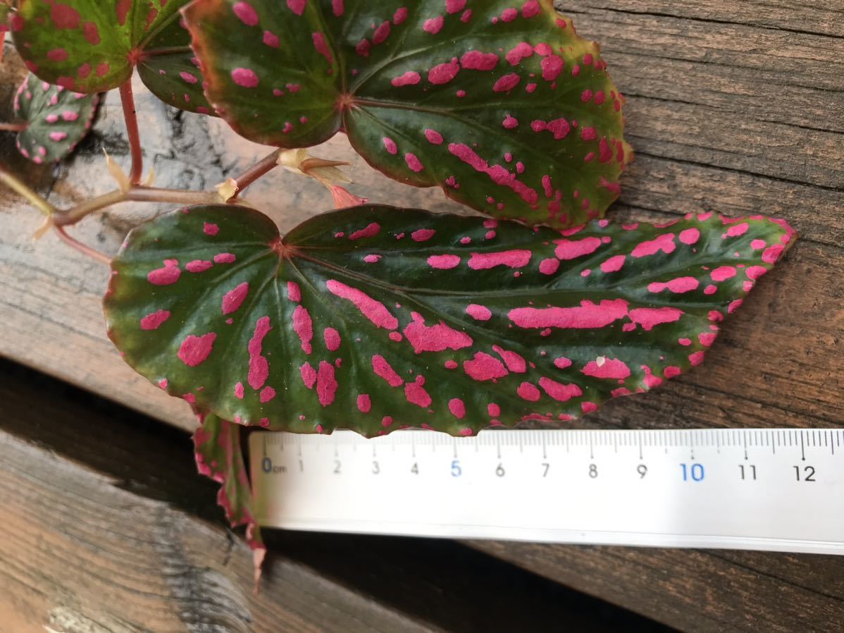 ベゴニア ピンクドット Wwr便 Begonia 原種 熱帯植物 観葉植物 売買されたオークション情報 Yahooの商品情報をアーカイブ公開 オークファン Aucfan Com