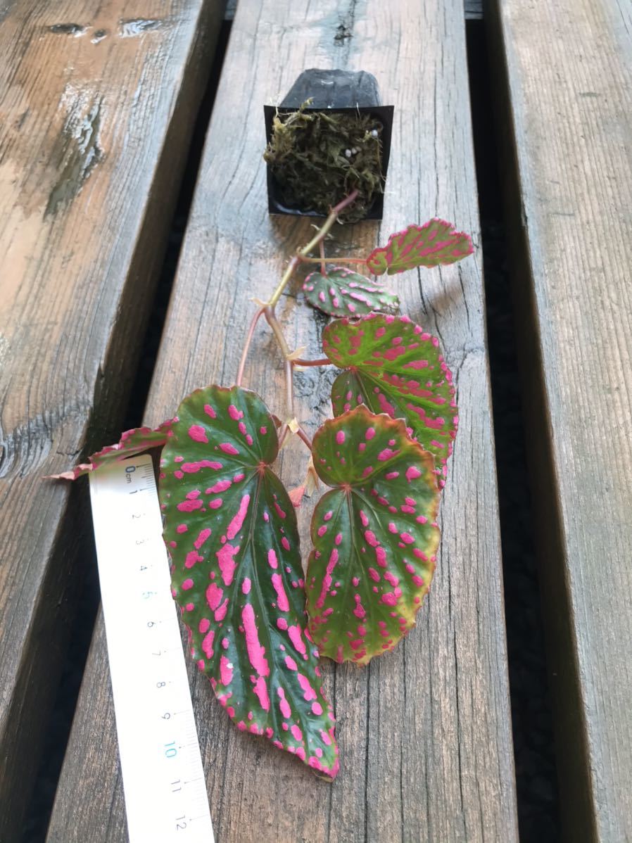 ベゴニア ピンクドット Wwr便 Begonia 原種 熱帯植物 観葉植物 売買されたオークション情報 Yahooの商品情報をアーカイブ公開 オークファン Aucfan Com