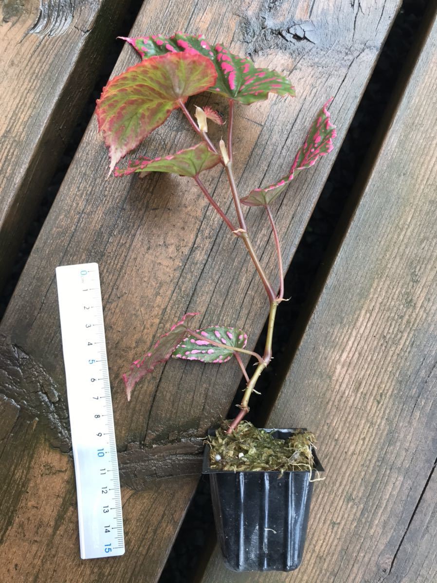 ベゴニア ピンクドット Wwr便 Begonia 原種 熱帯植物 観葉植物 売買されたオークション情報 Yahooの商品情報をアーカイブ公開 オークファン Aucfan Com