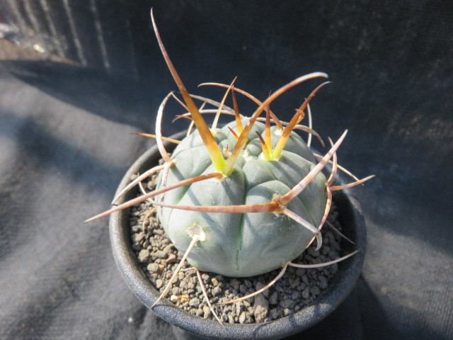 ギムノカリキウム・村主スーパー光琳玉を植え替えたっ！！ もすレコ