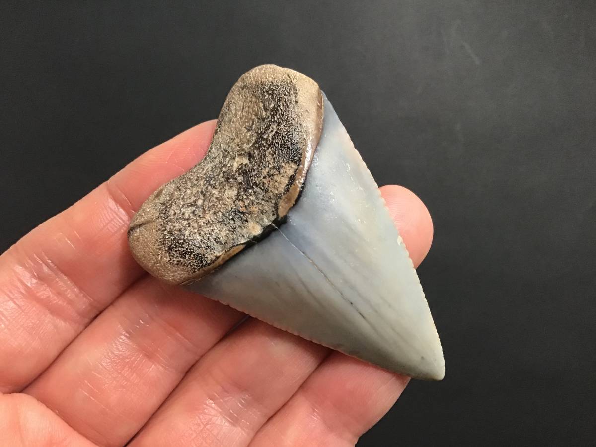 サメの歯 化石 ホオジロザメ ホホジロザメ 歯 サメ [GR172] サメの歯