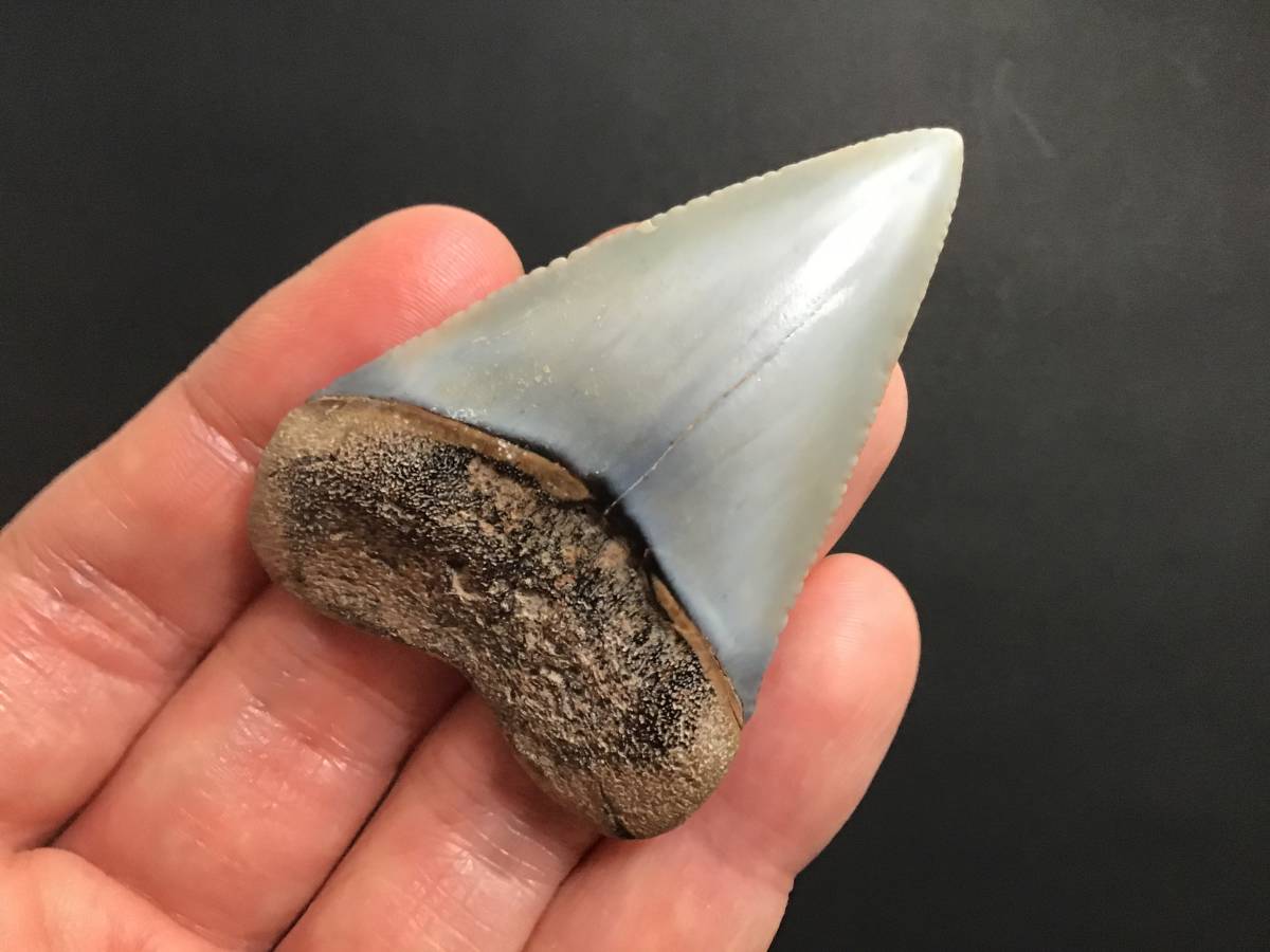 ホホジロザメ 歯 サメの歯 サメ [GR181] 実習用化石標本 サメ 歯 化石