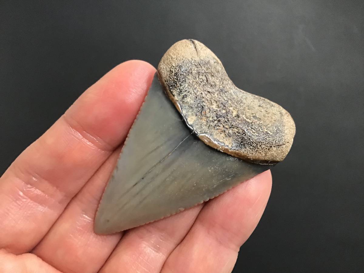 ホホジロザメ 歯 サメの歯 サメ [GR181] 実習用化石標本 サメ 歯 化石