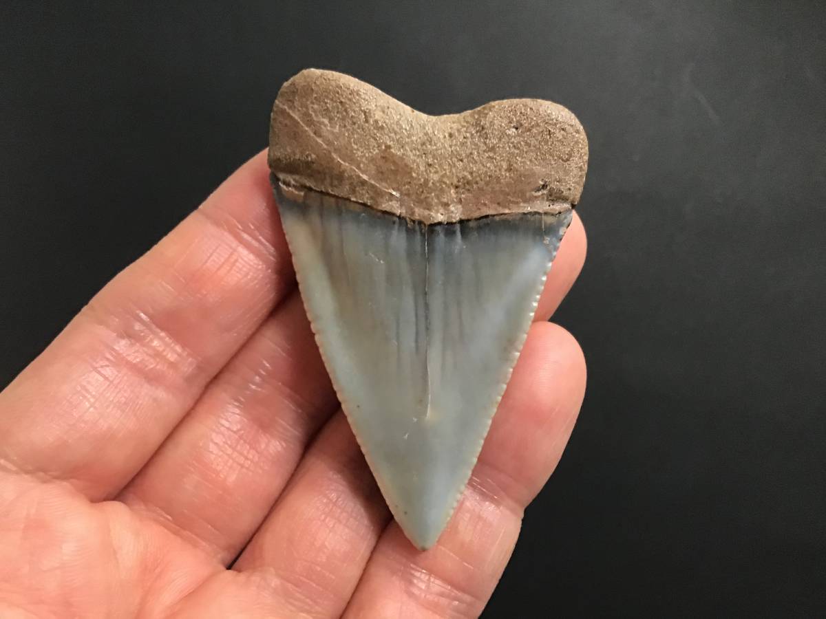 ホホジロザメ 歯 サメの歯 サメ [GR181] 実習用化石標本 サメ 歯 化石