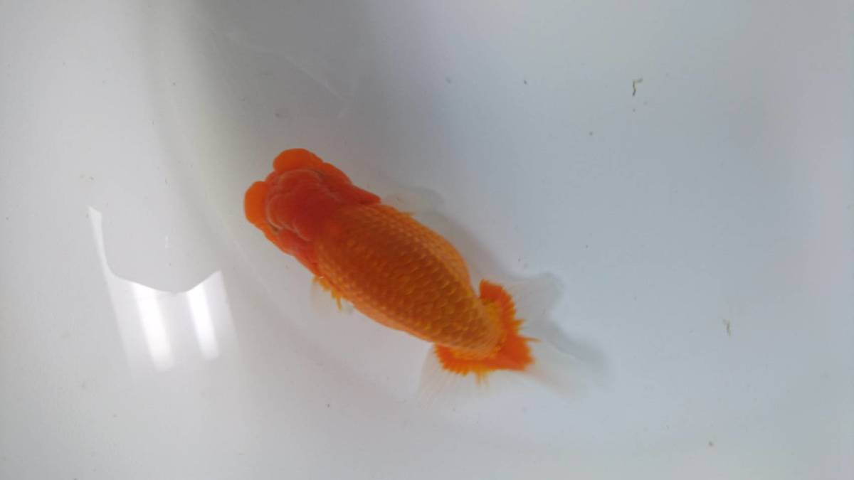  しまなみらんちゅう 当歳魚オス No3(らんちゅう)｜売買されたオークション情報、yahooの商品情報をアーカイブ公開 - オークファン らんちゅう