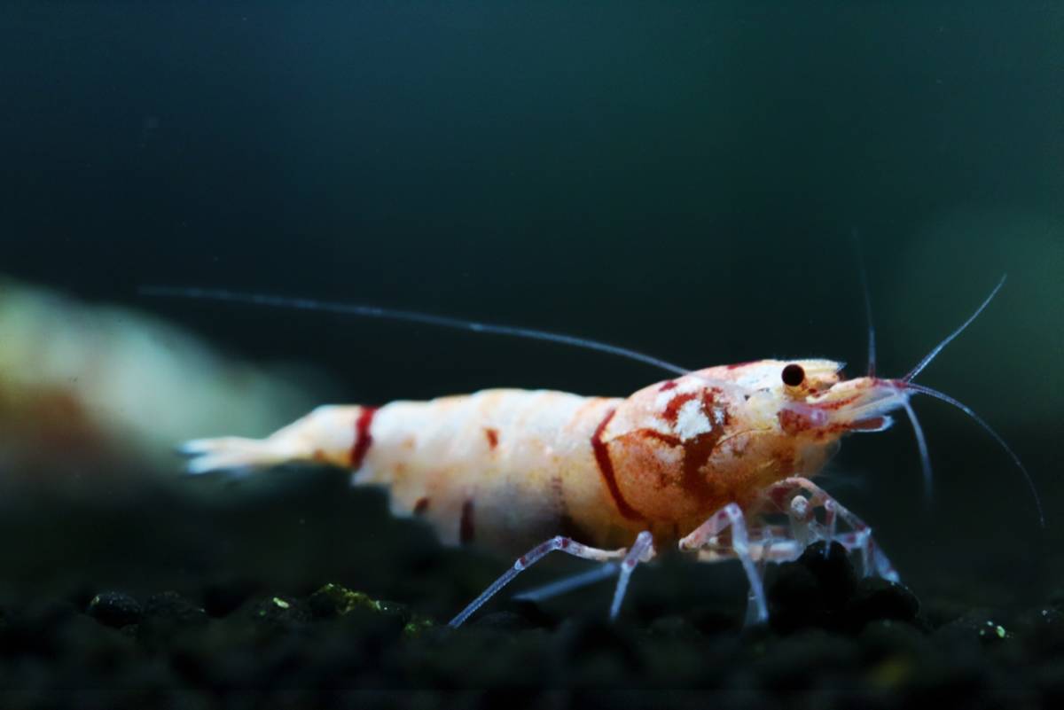 【2019感謝祭】Howl＆Louis 【花虎】Flower Tiger 抱卵 本日限り