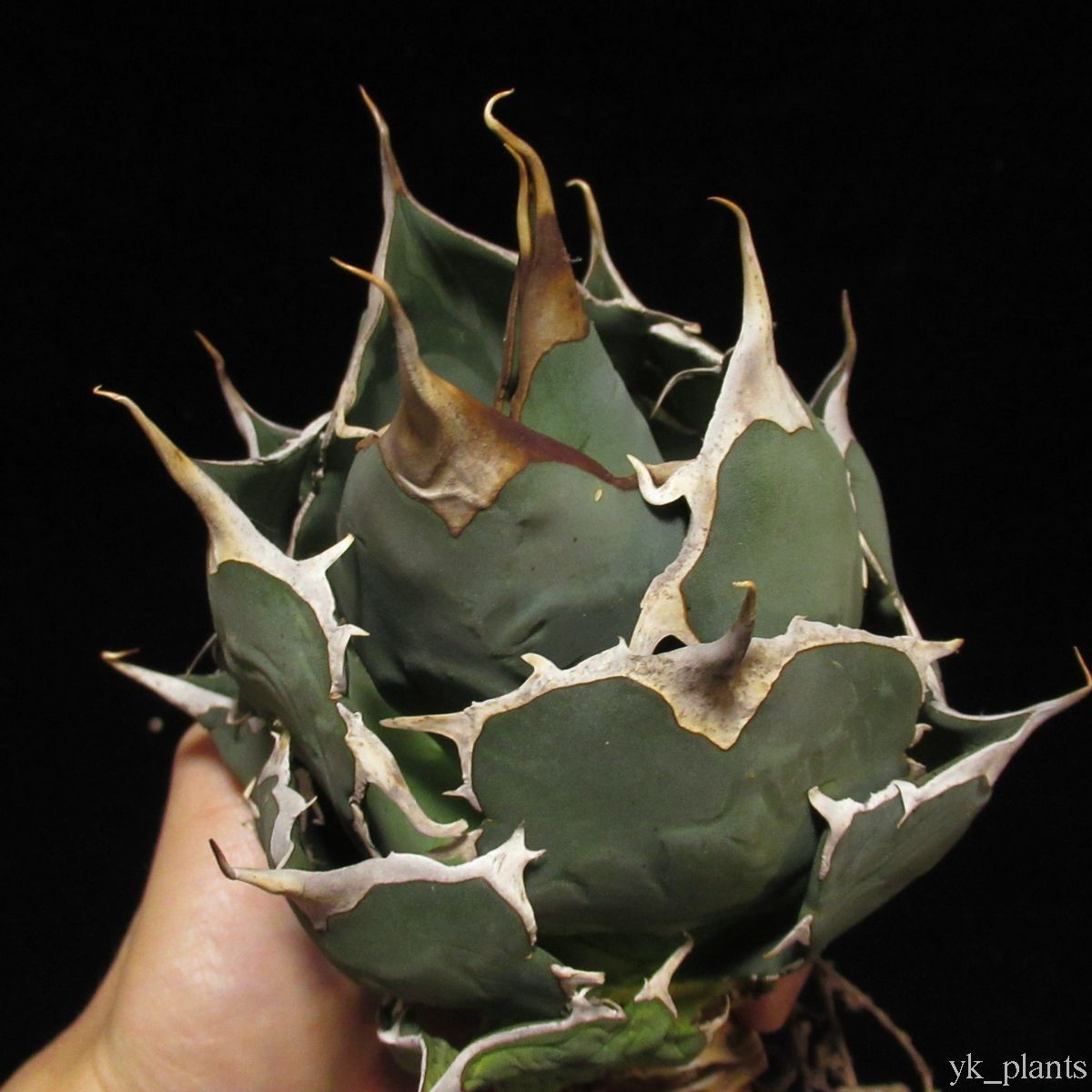 #22 Agave titanota FO-076 ボールタイプ Sierra Mixteca アガベ チタノタ セレクト FO-76 ( チタノータ 好きにも