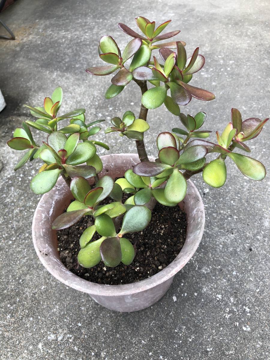 成金草 金のなる木 淡いピンクの花 観葉植物 売買されたオークション情報 Yahooの商品情報をアーカイブ公開 オークファン Aucfan Com